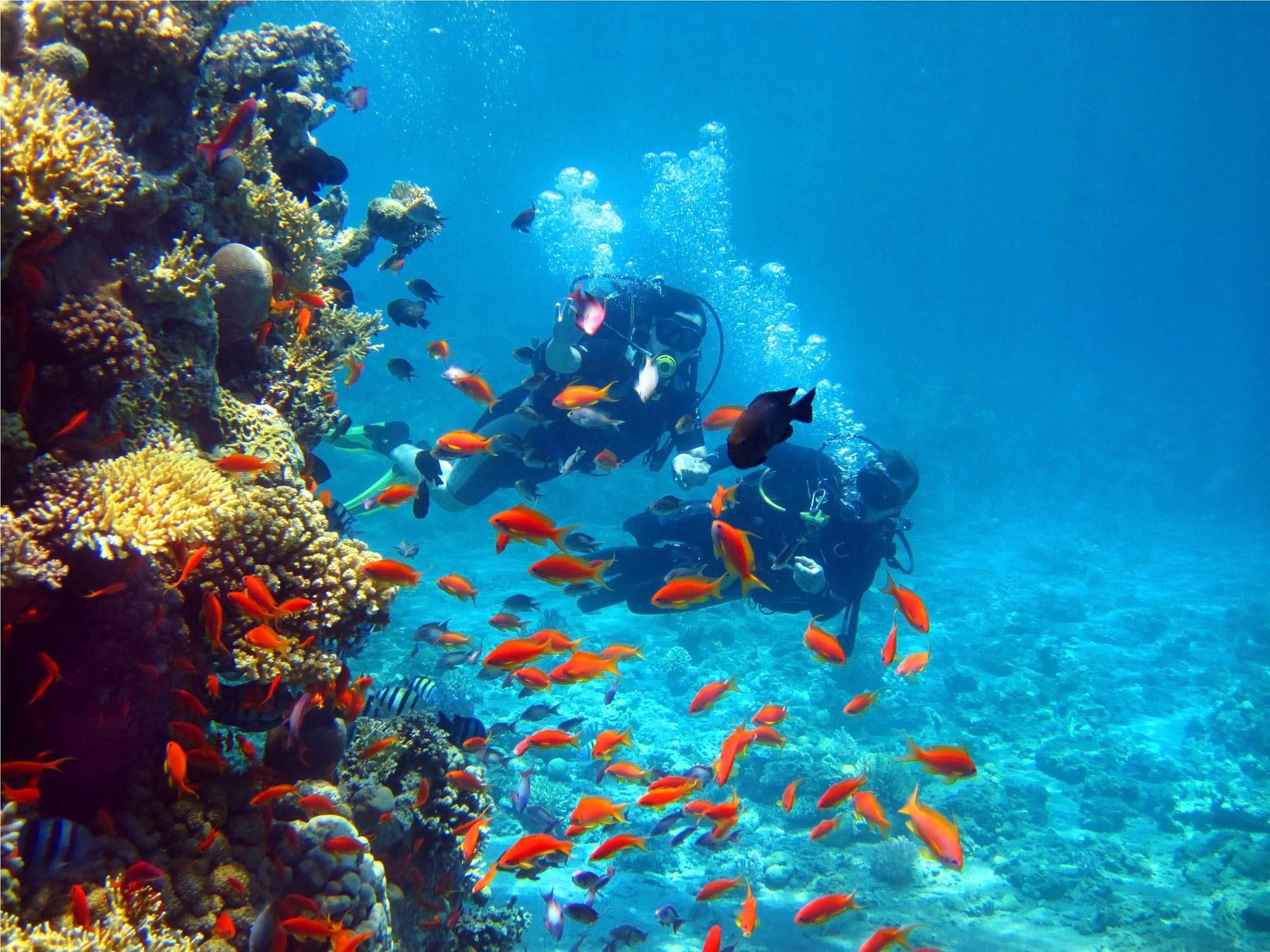 Catalina Buceo — Buceador
