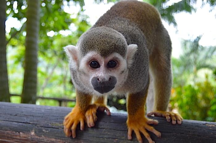 Monkeyland y Zipline